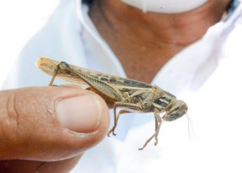 Nueva plaga de langostas voladoras amenaza con llegar a El Salvador