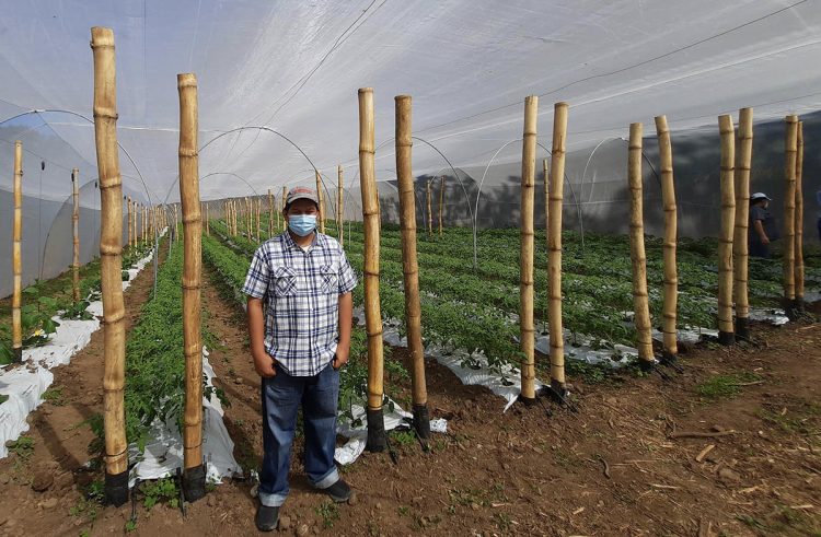 En los huertos de 720 metros cuadrados, el productor está sembrando tomates y pepinos. Foto/ Jeannette Rodríguez.