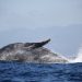 Fotos: La impresionante presencia de las ballenas jorobadas en Los Cóbanos