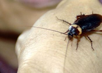 ¿Problemas de cucarachas en el hogar? Prueba estos remedios caseros para acabar con esta plaga