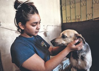 Adopción y hogares temporales: opciones para los animales de la calle
