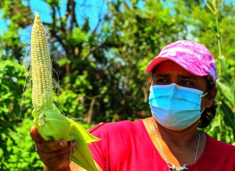 Con este plan se pretende recuperar la pujanza que la campiña salvadoreña tuvo en el pasado./Diario El Salvador