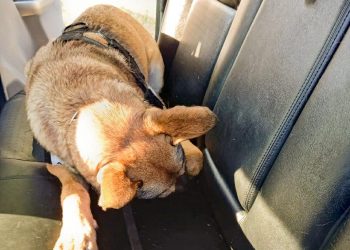 Agente canina contribuye en detención de traficante con más de $100,000 en droga en La Hachadura