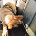 Agente canina contribuye en detención de traficante con más de $100,000 en droga en La Hachadura