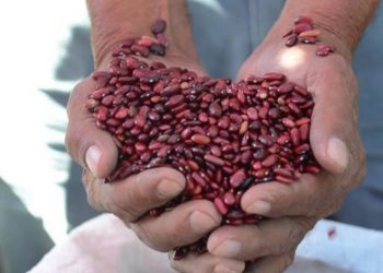 Conozca los precios de los granos básicos para mayorista en El Salvador