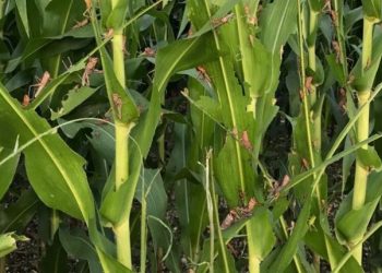 Guatemala declara emergencia sanitaria ante «devastadora» plaga de langostas