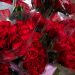 Los salvadoreños prefieren las rosas a la hora de regalar