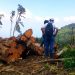 Persisten daños ecológicos por tala en el cerro El Águila de la cordillera Apaneca-Ilamatepec