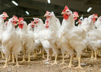 El Salvador se prepara para exportar carne de aves a Estados Unidos