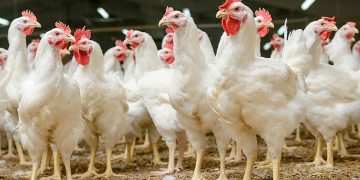 El Salvador se prepara para exportar carne de aves a Estados Unidos