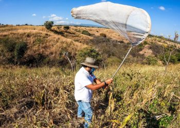 Ministerio de Agricultura realiza inspección en cultivos de La Libertad ante presencia de langosta voladora
