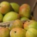 ¡Es hora de un mango! ¿Conocías los beneficios de esta deliciosa fruta para tu salud?
