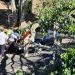 Fuertes vientos provocan la caída de un árbol sobre tres vehículos estacionados en Santa Tecla