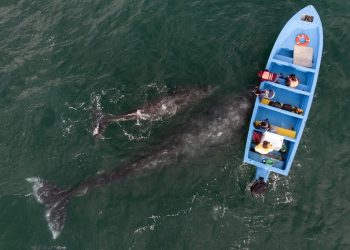 Colosal ballena gris y reducción de contagios de la COVID-19 dinamizan turismo náutico mexicano