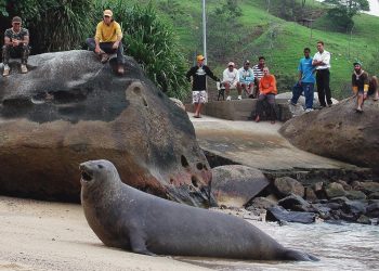 ¿Por qué los elefantes marinos rollizos se arriesgan menos?