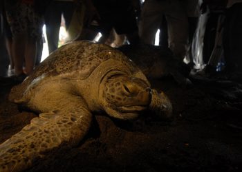 Descubren una maleta con 185 tortugas en el aeropuerto de Galápagos