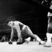 Se cumplen 50 años de la histórica «Pelea del Siglo» entre Muhammad Ali y Joe Frazier