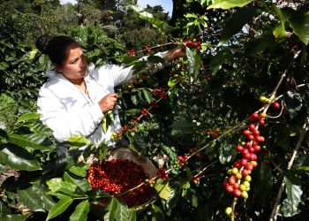 Gobierno inicia plan de rescate del café en El Salvador