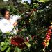 Gobierno inicia plan de rescate del café en El Salvador