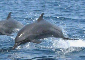 ¿Por qué delfines y ballenas quedan varados en las costas y qué hacer en caso de un avistamiento?