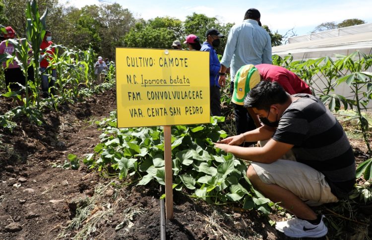 Los agricultores explicaron que 
las 1,000 semillas de tomate 
tienen un costo de $20. Foto: Diario El Salvador.