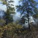 Autoridades salvadoreñas trabajan para controlar incendio forestal en Arambala, Morazán
