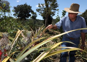 Las piñas de Santa María Ostuma, ahora más resistentes al cambio climático