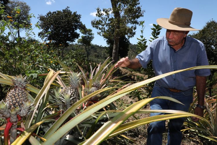 La golden es la variedad más cultivada en la zona./Foto Luis Umaña