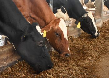 Los Fonchanos, así hacen hervir su producción de leche en San Vicente