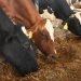 Los Fonchanos, así hacen hervir su producción de leche en San Vicente