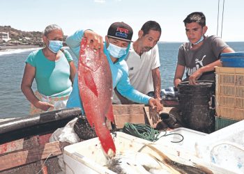 Aumentan las ventas de productos pesqueros tras habilitación de Camino a Surf City
