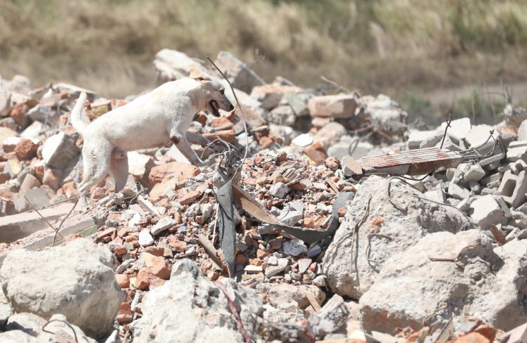 Especialidad. Canino realiza simulacro de búsqueda y rescate de víctima.  FOTO: Diego García.