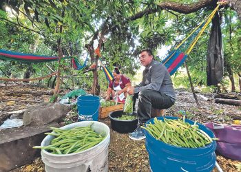 Parcelas de cultivos generan empleos en Olomega, La Unión