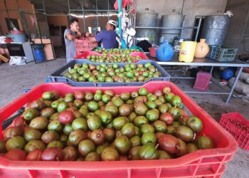 Salvadoreños se quedan sin la Feria del Jocote en Ahuachapán por segundo año consecutivo