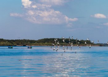 Aviturismo, actividad con un gran potencial en la bahía de Jiquilisco