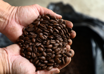 Del cafeto a la taza