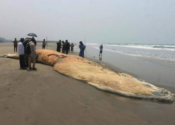 Cadáveres de dos ballenas encallados en una playa de Bangladés