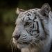 Argentina envía dos tigres blancos a santuario en EE. UU.