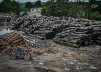 Bosques de la Amazonia brasileña emitieron más carbono del que absorbieron en la última década