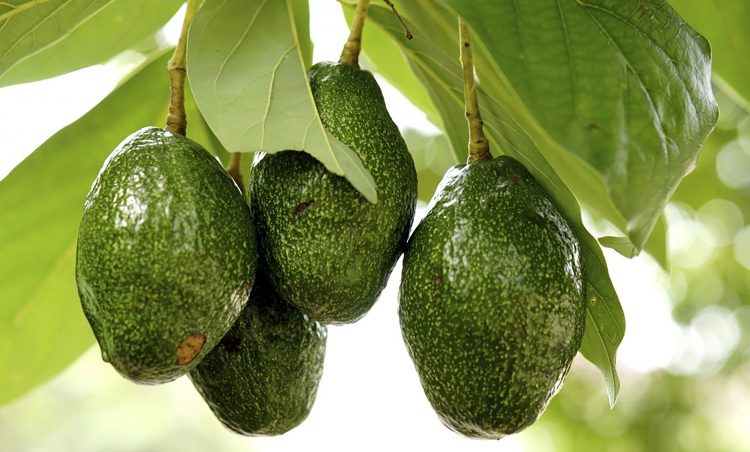El aguacate sea convertido en el 'oro verde' de Sudáfrica.