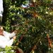 Déficit mundial de café impulsará producción de El Salvador
