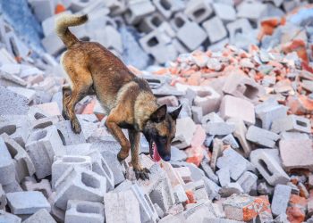 Caninos detectores de COVID-19 serán desplazados en puntos fronterizos de El Salvador