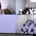 Pandilleros reciben penas de 304 años por 19 casos de extorsión