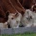 Uruguay, el país de las cuatro vacas por persona