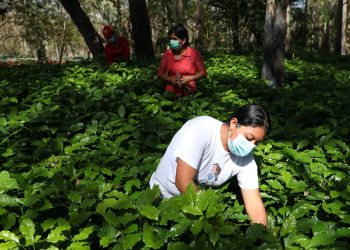 Las mujeres que le dan vida al café de Ahuachapán