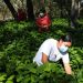 Las mujeres que le dan vida al café de Ahuachapán