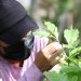 Las mujeres que le dan vida al café de Ahuachapán