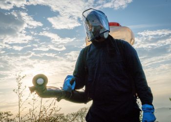 ¡A tiempo! MAG logra controlar 100,000 especímenes de langosta voladora en San Vicente
