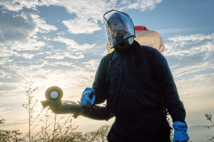 Con el control oportuno que realizan las brigadas se protegen las áreas de los brotes y miles de manzanas cultivadas en terrenos colindantes. Foto: Diario El Salvador.