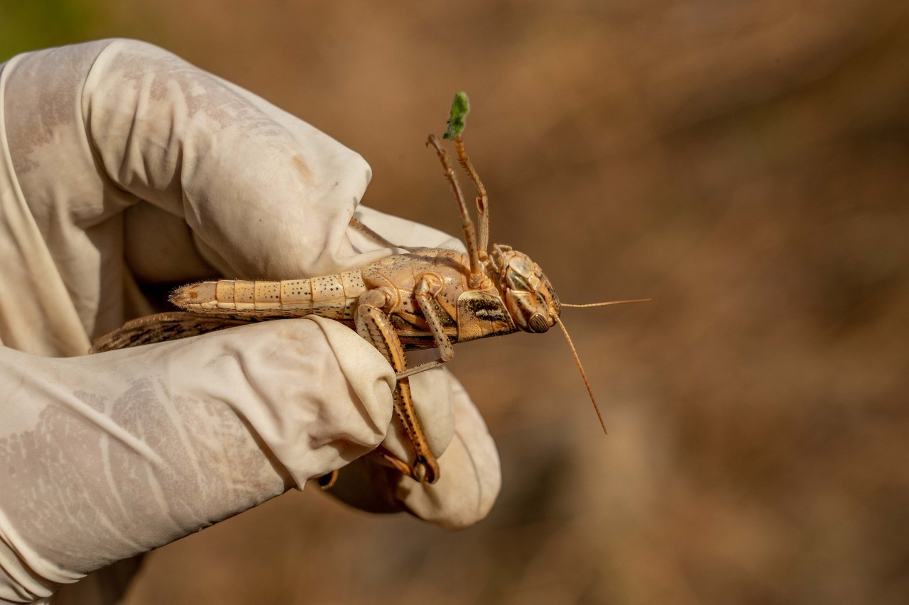 ¡A tiempo! MAG logra controlar 100,000 especímenes de langosta voladora en San Vicente Diario